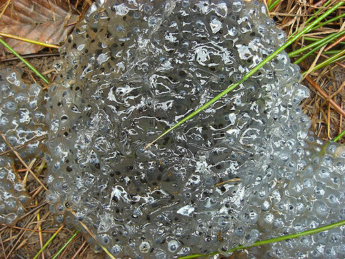 2449243632_6999e9d5ff_z