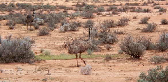 alubias emús Wilderness Kev